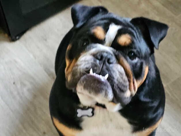 1 year English bulldog for sale in Portsmouth, Hampshire