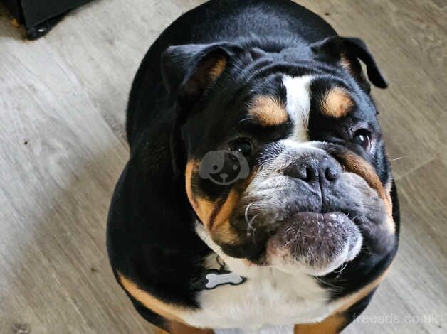 1 year English bulldog for sale in Portsmouth, Hampshire - Image 2