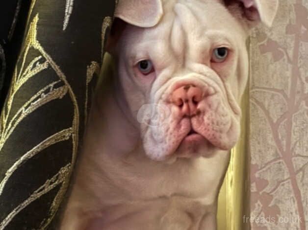 1 year old English bulldog for sale in Mayfield, Highland