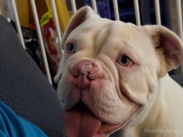 English Bulldogs for sale in Mayfield, Highland