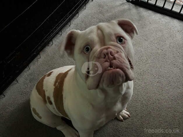 1 year old English bulldog for sale in Mayfield, Highland - Image 5