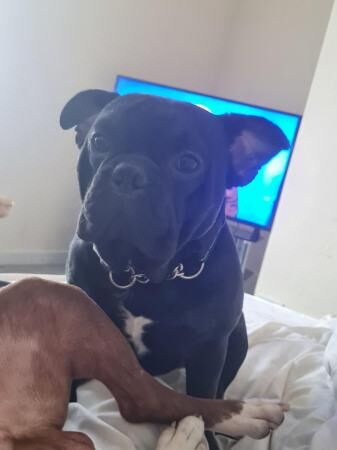 1 year old French bull dog for sale in Peterlee, County Durham