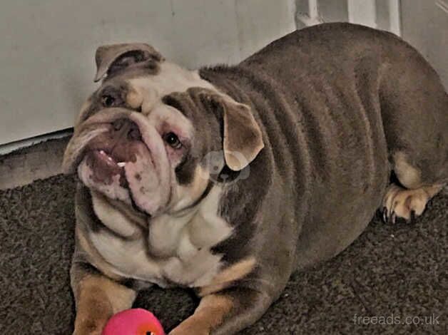 English Bulldogs for sale in Halifax, West Yorkshire