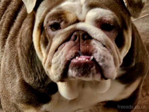 1 year old puppy English bulldog for sale in Halifax, West Yorkshire - Image 3