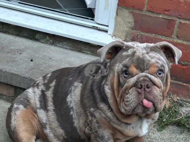 10 month old Merle male British Bulldog for sale in Bracknell, Berkshire