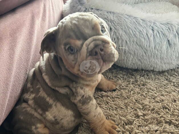 English Bulldogs for sale in Bracknell, Berkshire