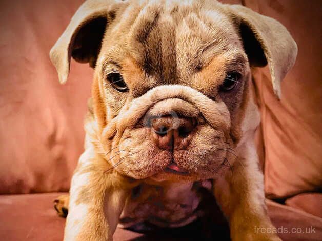 Bulldog Puppies for sale in Berkshire