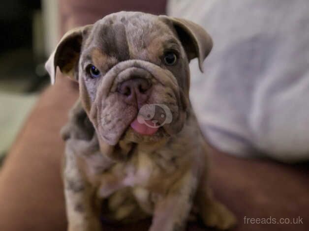 Bulldog Puppies for sale