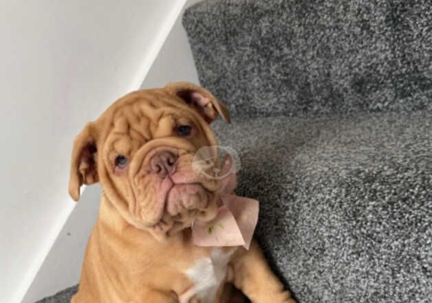 10 week old female for sale in Ashford, Surrey