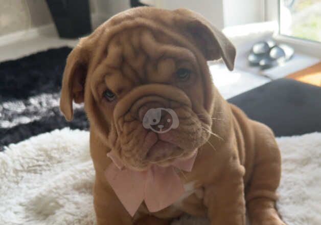 10 week old female for sale in Ashford, Surrey - Image 2