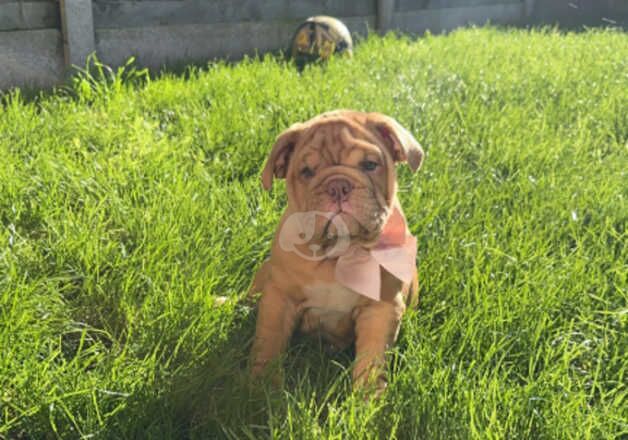 10 week old female for sale in Ashford, Surrey - Image 3