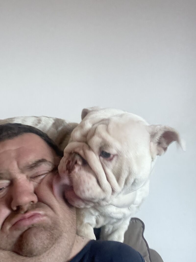 15 month old bulldog boy for sale in Stockport, Greater Manchester