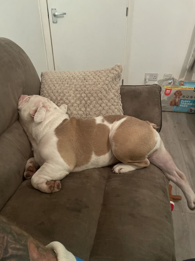 English Bulldogs for sale in Stockport, Greater Manchester