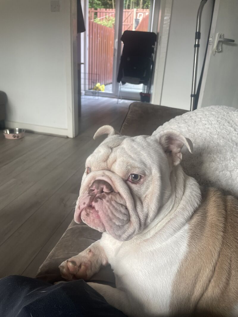 KC Registered Bulldog Puppies for sale in Greater Manchester