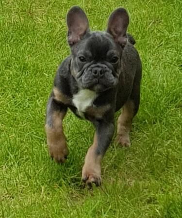 18 week old male French Bulldog for sale in Newport, Shropshire