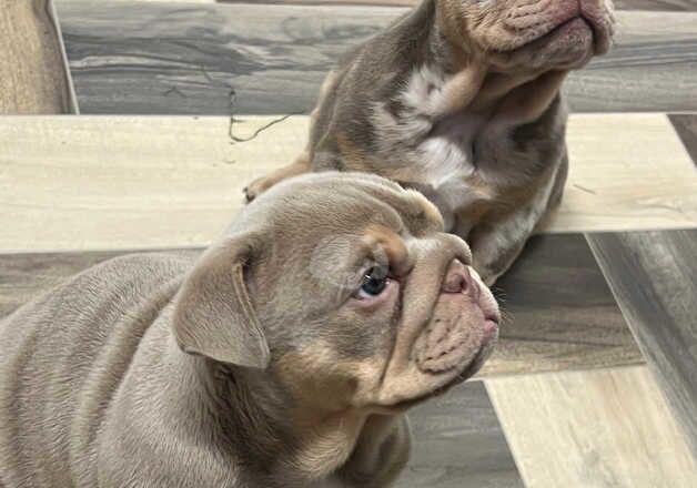 2 English bull dog puppies for sale in Doncaster, South Yorkshire