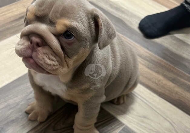 2 English bull dog puppies for sale in Doncaster, South Yorkshire - Image 3