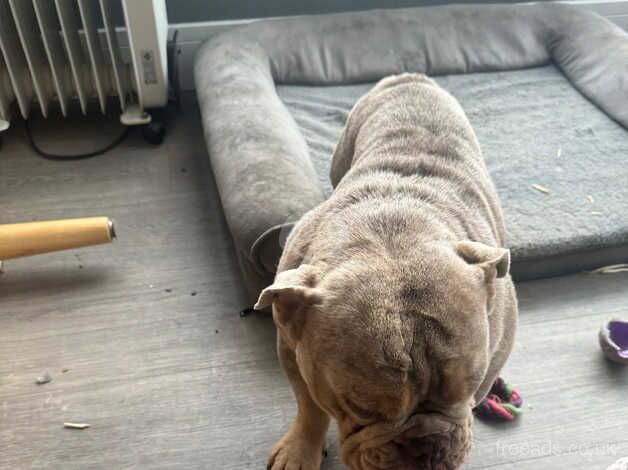 2 English Bull dogs for sale. 1 boy and 1 girl both 2 years old. for sale in Leicester, Leicestershire - Image 2