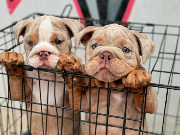 English Bulldogs for sale in Egham, Surrey