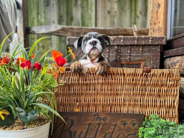 KC Registered Bulldog Puppies for sale in Surrey