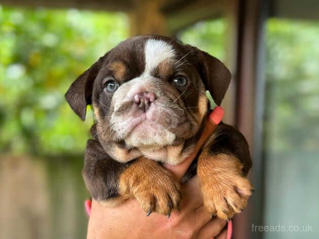 Bulldog Puppies for sale