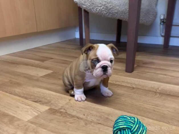 2 Stunning Red and White Bulldog Puppies for sale in Wareham, Dorset