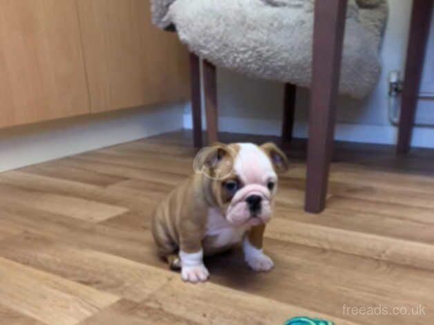 English Bulldogs for sale in Wareham, Dorset