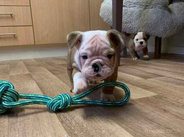 2 Stunning Red and White Bulldog Puppies for sale in Wareham, Dorset - Image 3