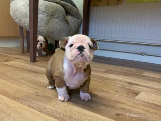 2 Stunning Red and White Bulldog Puppies for sale in Wareham, Dorset - Image 4