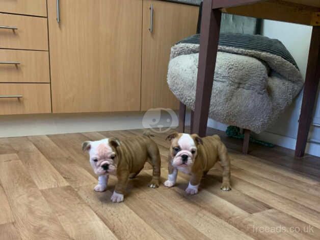 2 Stunning Red and White Bulldog Puppies for sale in Wareham, Dorset - Image 5