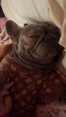 2 year old French bulldog female for loving home for sale in Bradford, West Yorkshire