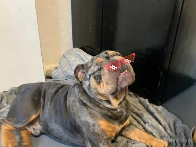 2 year old Merle British bulldog for sale in Brighton, East Sussex - Image 2