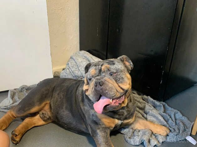 2 year old Merle British bulldog for sale in Brighton, East Sussex - Image 3