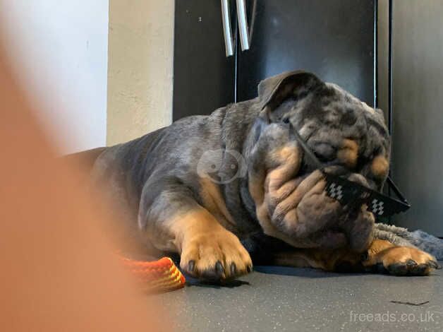 2 year old Merle British bulldog for sale in Brighton, East Sussex - Image 4