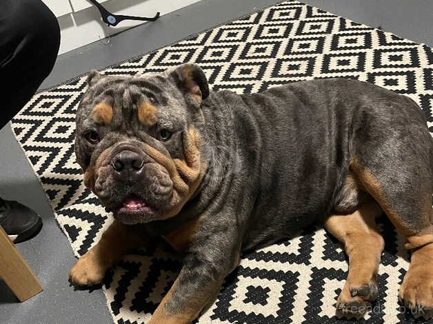 2 year old Merle British bulldog for sale in Brighton, East Sussex - Image 5