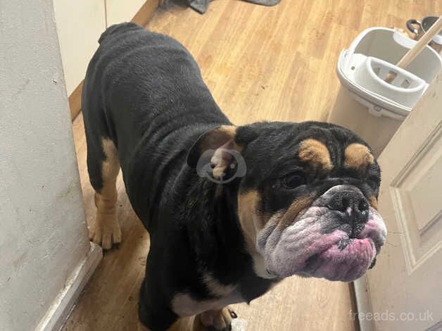 2 yr old English bulldog for sale in Newton Aycliffe, County Durham - Image 3