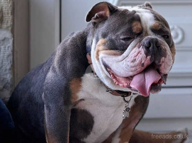 2years old English bulldog for sale in Scarborough, North Yorkshire