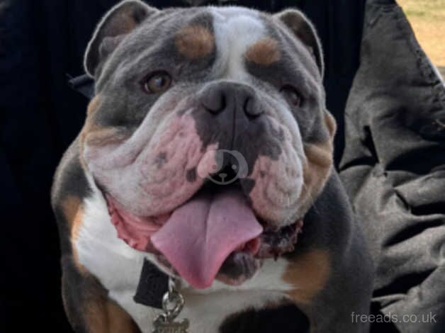 2years old English bulldog for sale in Scarborough, North Yorkshire - Image 2