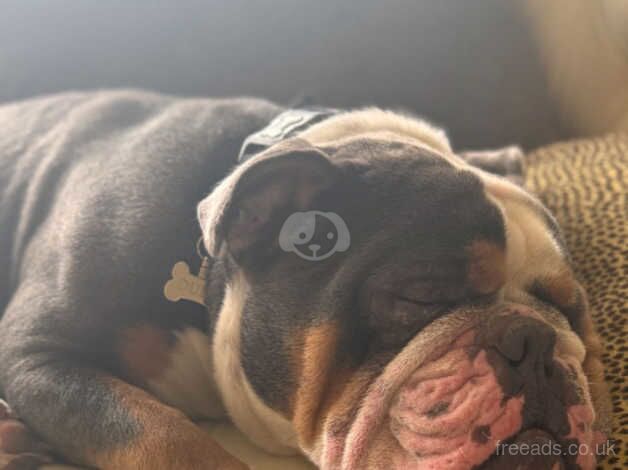 2years old English bulldog for sale in Scarborough, North Yorkshire - Image 4