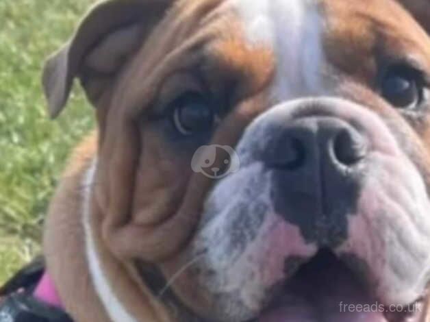 3 year old english bulldog for sale in Ardrossan, North Ayrshire