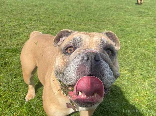 English Bulldogs for sale in Redruth, Cornwall