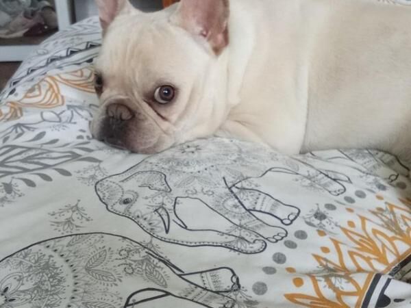 3 year old frenchie looking for forever home for sale in Stoke-on-Trent, Staffordshire