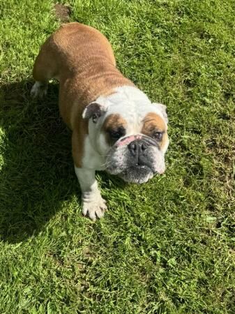 3 year old kc registered bull dog looking for a new home for sale in Aberffraw, Isle of Anglesey