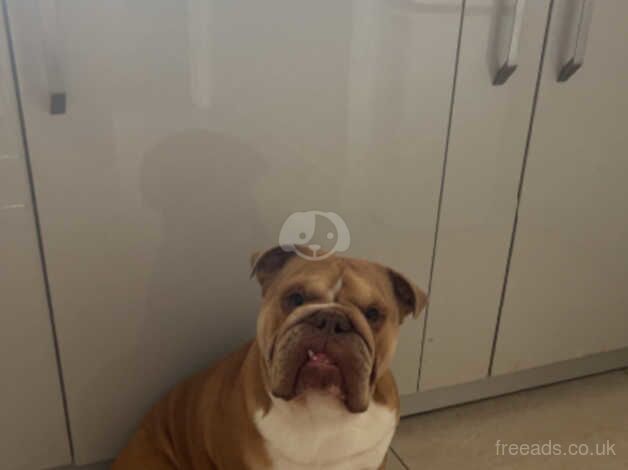 3 Year old Male Bulldog for sale in Aberdeen, Aberdeen City