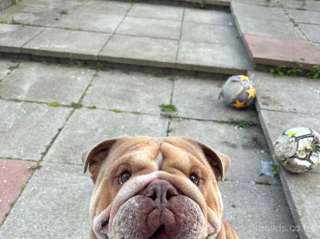 3 Year old Male Bulldog for sale in Aberdeen, Aberdeen City - Image 2