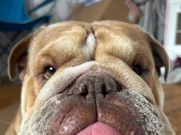 3 Year old Male Bulldog for sale in Aberdeen, Aberdeen City - Image 3