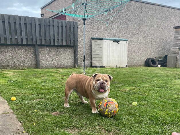 3 Year old Male Bulldog for sale in Aberdeen, Aberdeen City - Image 4