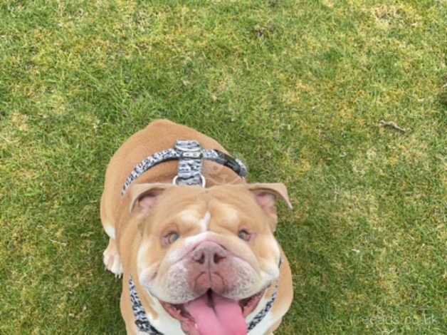 3 Year old Male Bulldog for sale in Aberdeen, Aberdeen City - Image 5