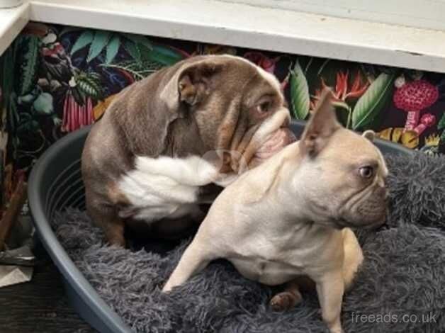 3 yrs old beautiful bulldog male for sale in Maidenhead, Berkshire