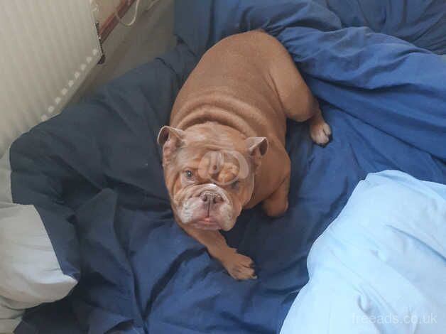 3yr old english bull dog for sale in Beverley, East Riding of Yorkshire